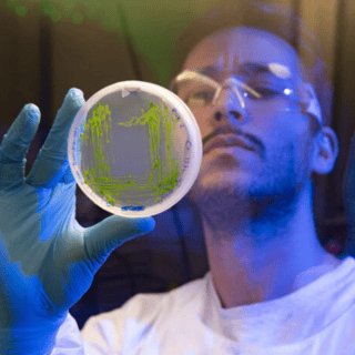 Provectus Algae lab technician