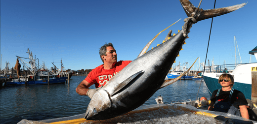 Pavo loading tuna Walkers Tuna_low rez landscape